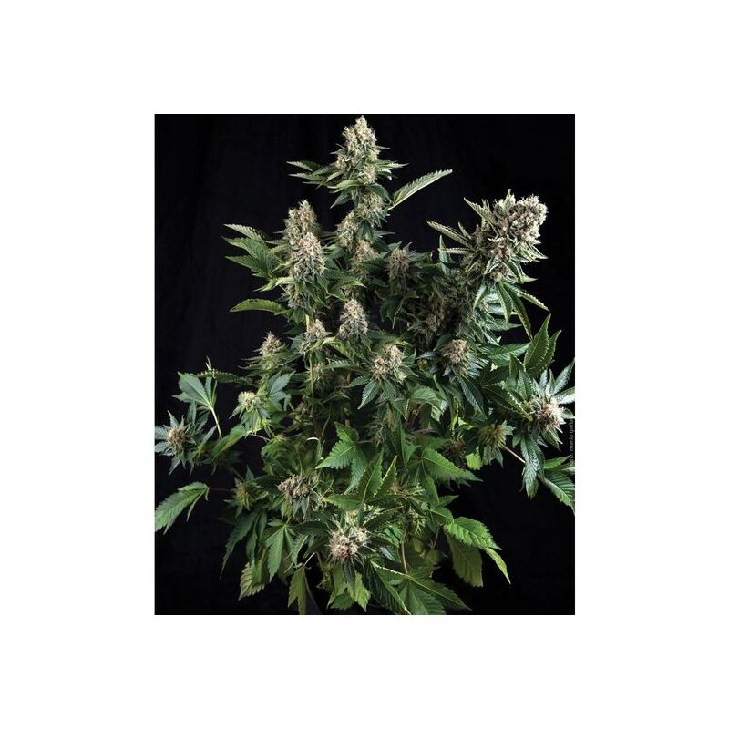 White Widow Auto, Фасовка: 3+1
